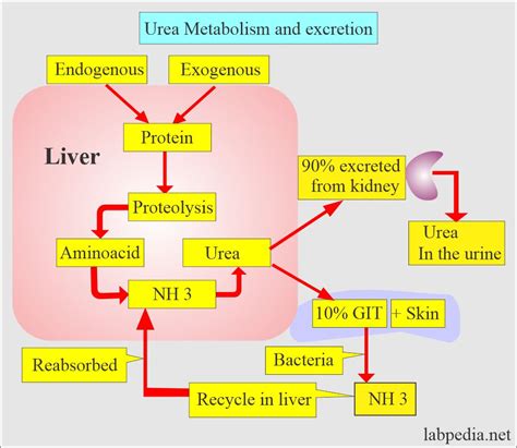 Blood Urea Nitrogen (BUN) .
